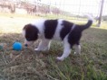 Brian of Sarah´s Dog Ranch. VENDIDO!