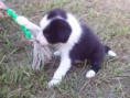 Black of Sarah's Dog Ranch